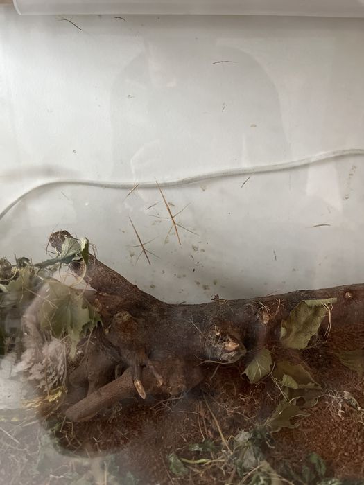 Oddam Patyczaki rogate