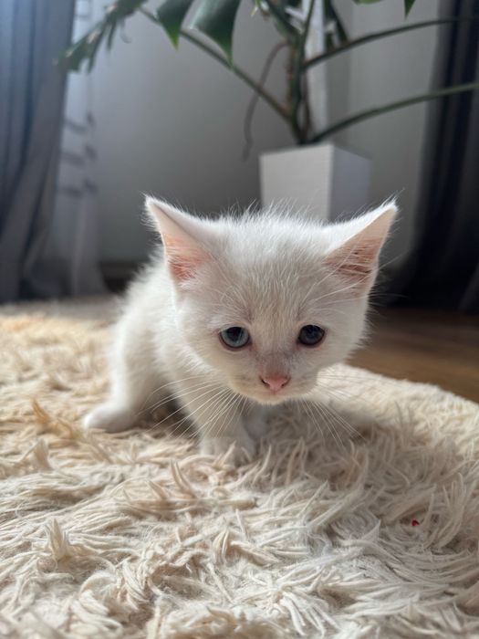 Кошенята у добрі руки