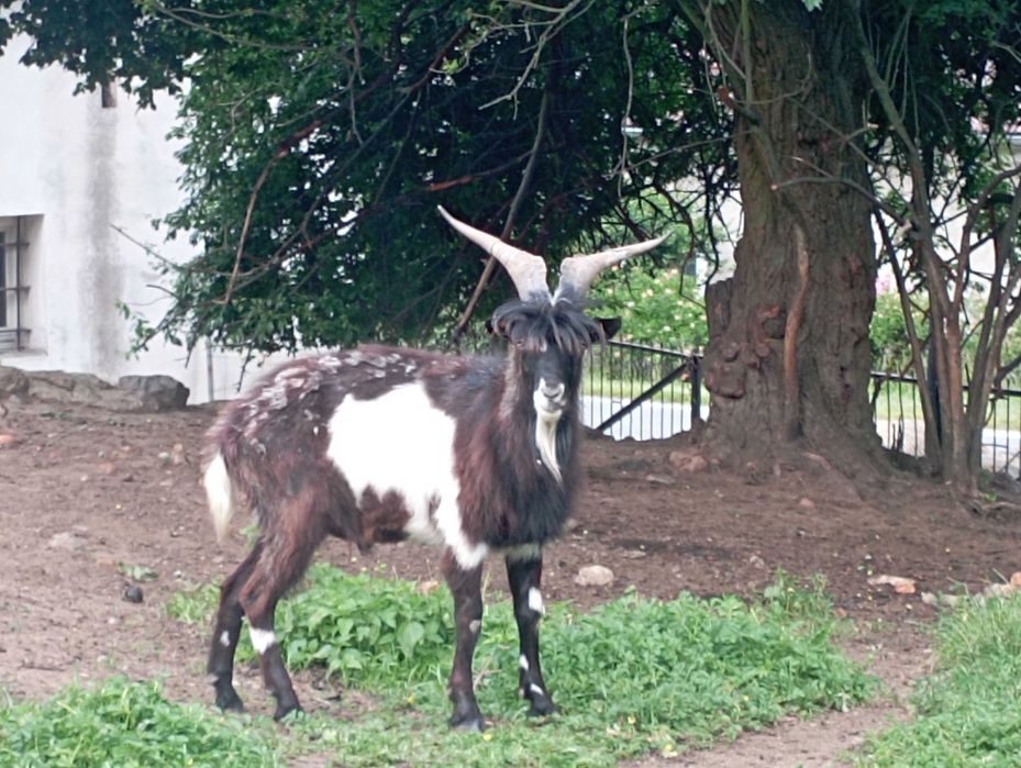 Koza sandomierska