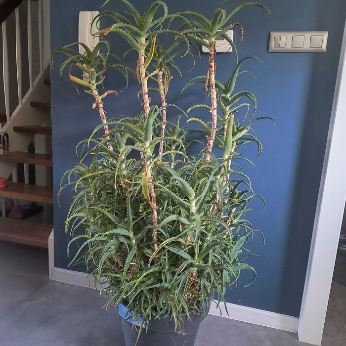 Aloes kwiat bardzo duży