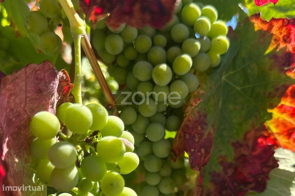 Category B Vineyard with Benefit | Castanheiro do Sul