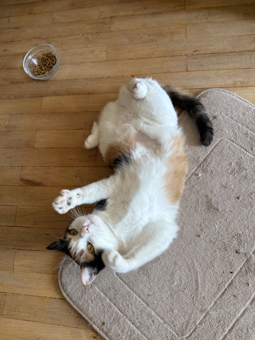 Кішка шукає сімʼю