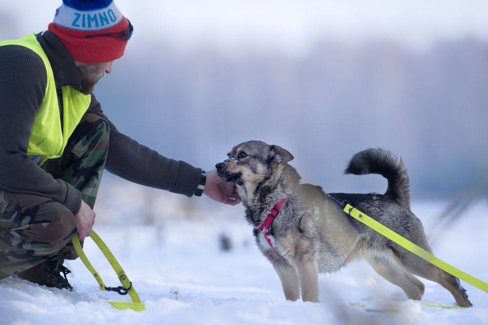 Suczka o imieniu Łajka