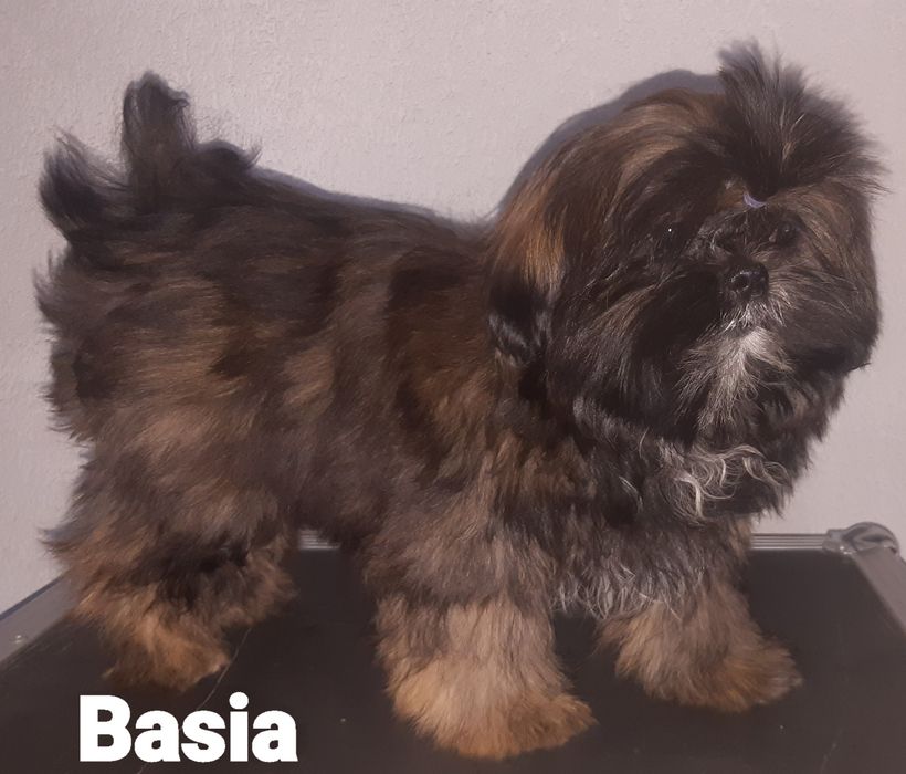 Shih tzu sunia Basia Green House