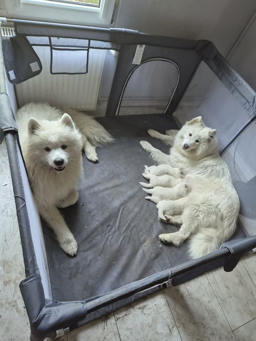 Samoyed. Szczeniaki suczki.