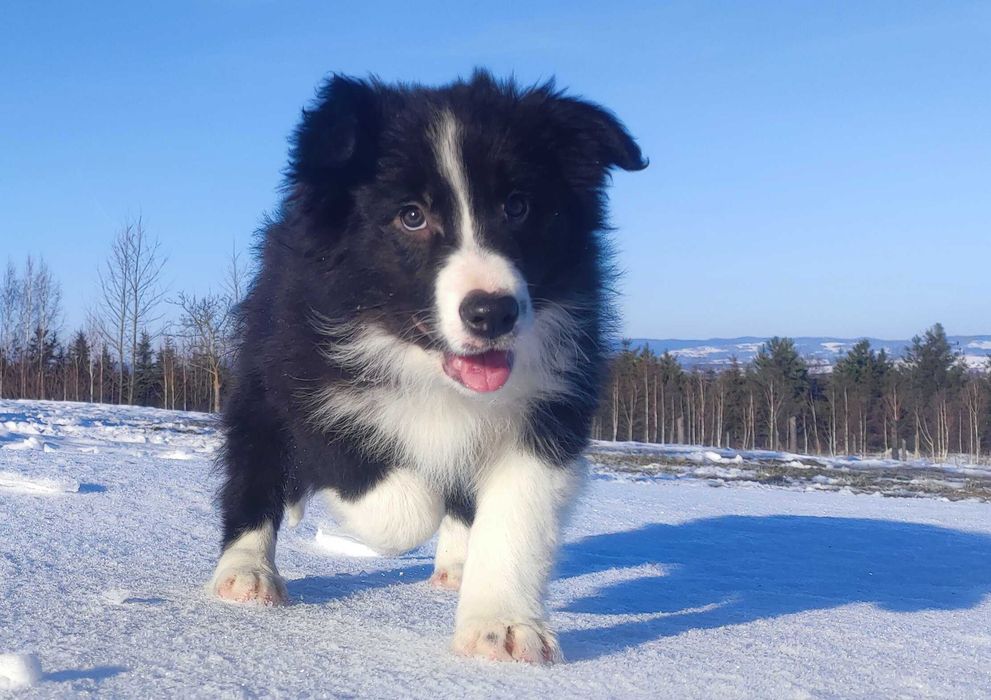 PIES BORDER COLLIE - pełna dok. przebadani rodz.