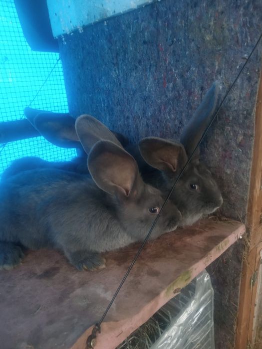 Olbrzym belgijski niebieski