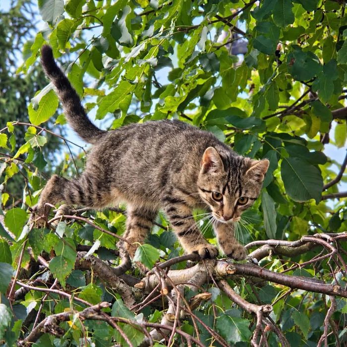 Florek kot adopcja schronisko kocurek
