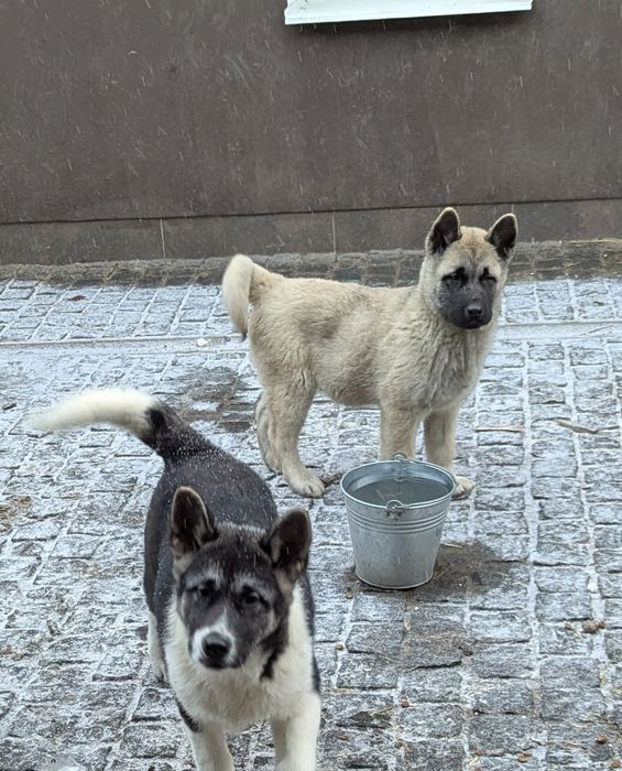 Продам! Є вибір !