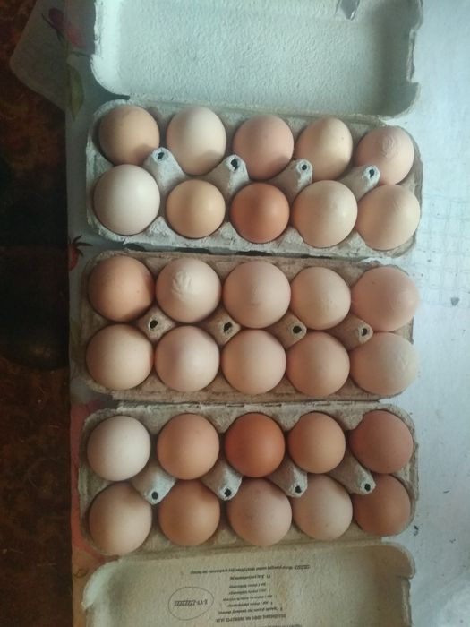 Świerże żółte masło i Jajka szaro-zielone od babci eko