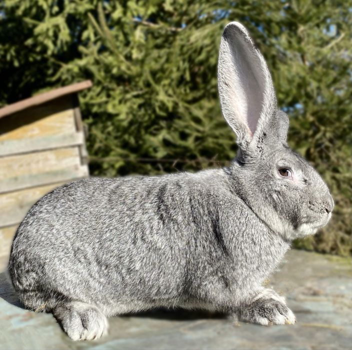 Olbrzym Belgijski samce i samice