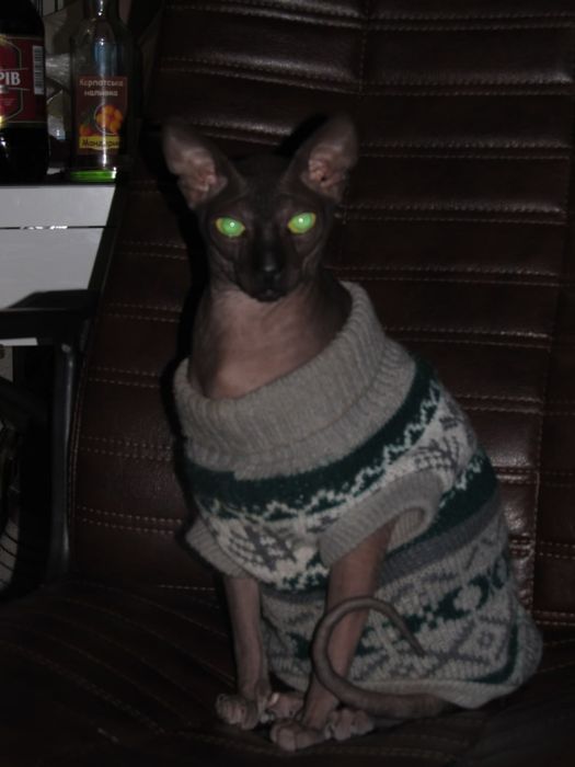 отдам кота в хорошие руки