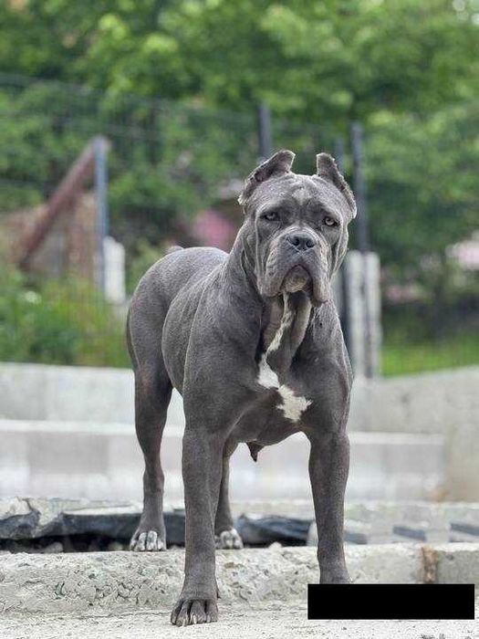 Dostępny czarny samiec Cane corso ZKwP/FCI