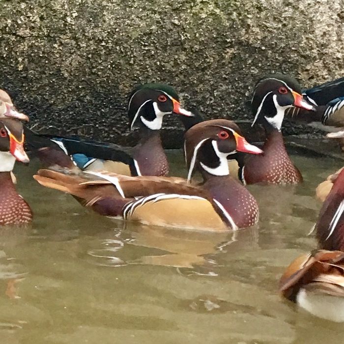 Patos mandarim e carolino bebés.