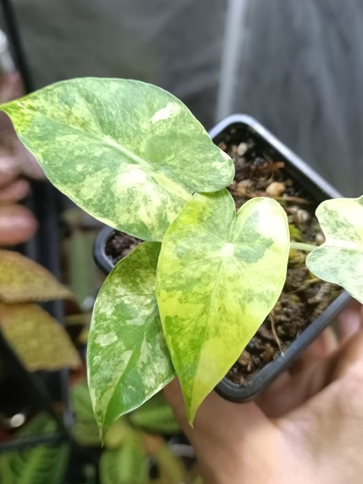 Rośliny do terrarium i paludarium – Alocasia Aurea Variegata, Episcia Magma