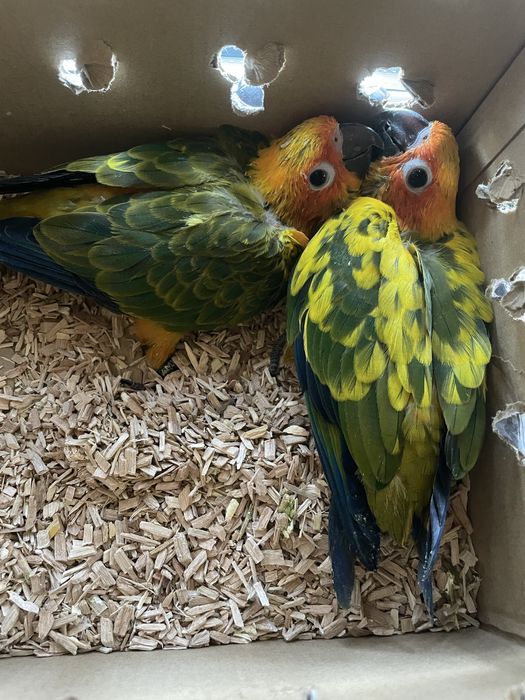 Dois casais de aratingas do sol