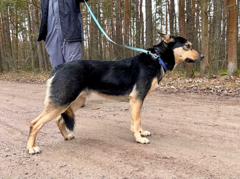 Wedel - 4-letni kumpel dla każdego!