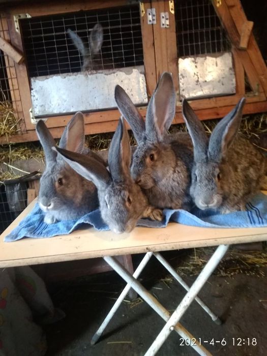 Кролі європейська шиншила