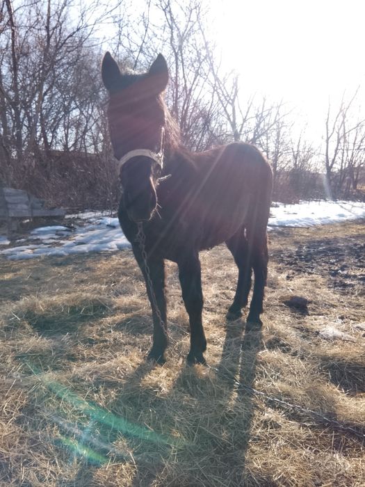 Продам лошат ваговозів