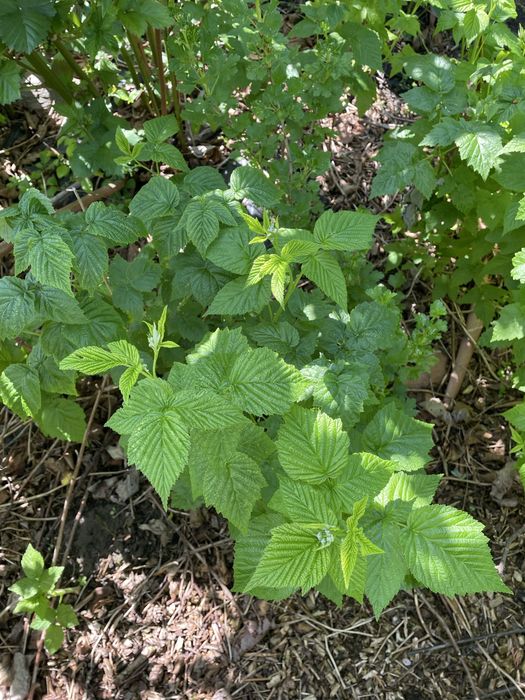 Sadzonka maliny czerwonej kopana z gruntu