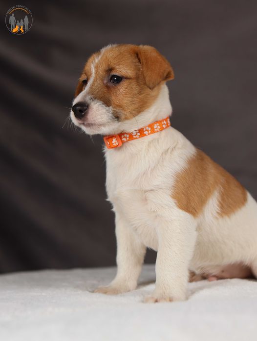 Jack Russell Terrier ZKwP FCI piękny piesek