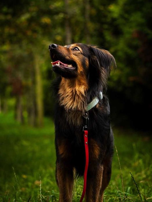 Piękny, wrażliwy Ciastek do adopcji