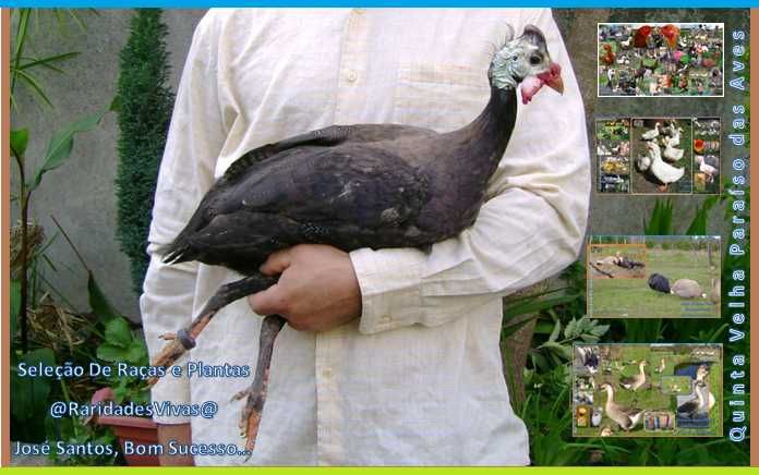 Galinhas D'Angola Gigantes Coloridas ( 70 cm unha ao bico + )