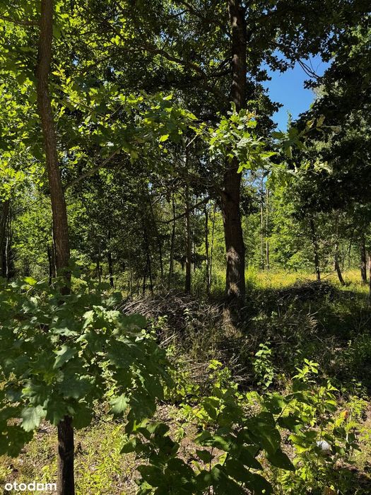Działka budowlana 1376m² w leśnej okolicy, 20 min autem S7 do Warszawy