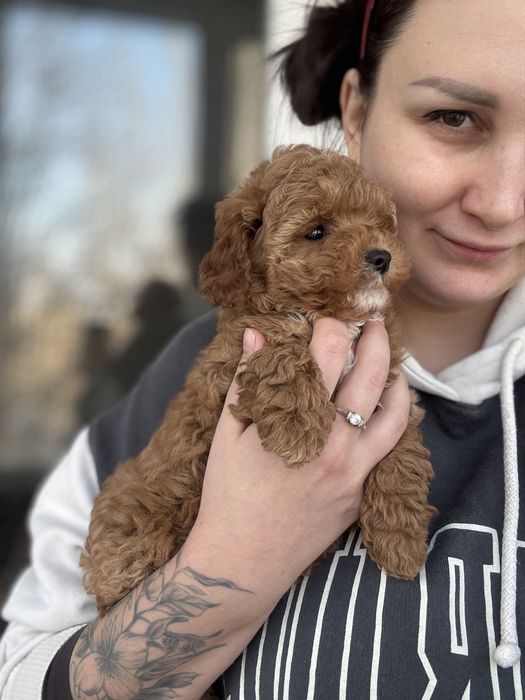 Хлопчик мальтіпу ред браун київ