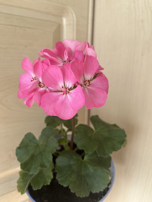 Пеларгонія зональна, герань, калачик (рожева)