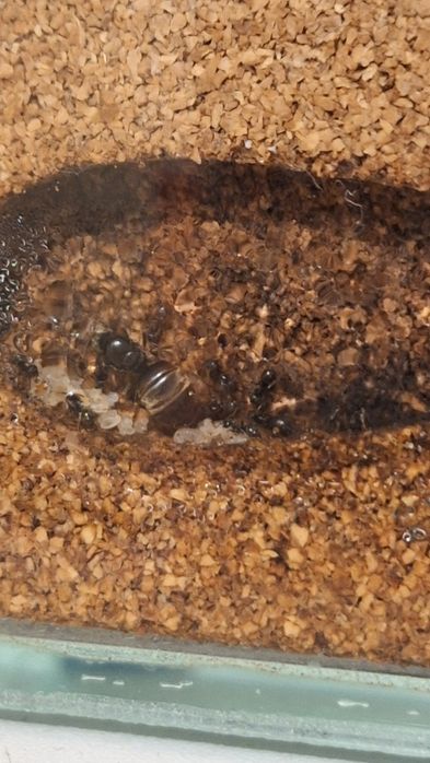 Formikarium z mrówkami  kolonia mrówek lasius niger