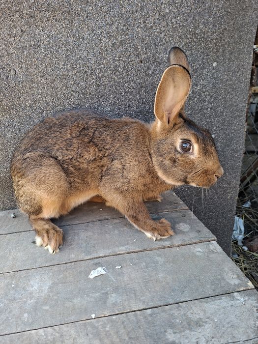 Zajęczak samiec mahoniowy