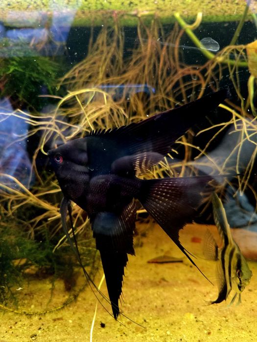 Skalar czarny weloniasty XL