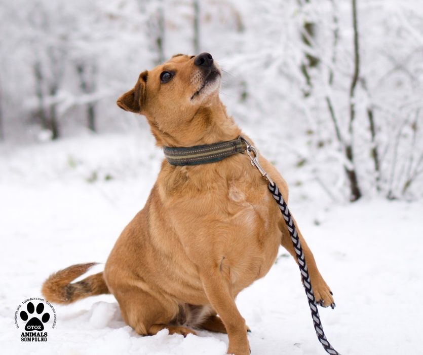 9 letnia Dolly szuka domu!