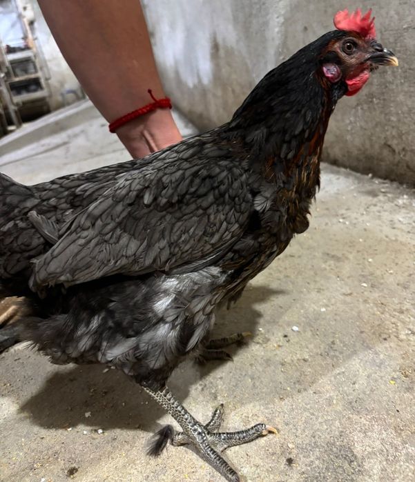 Кури несушки та яйця на продаж