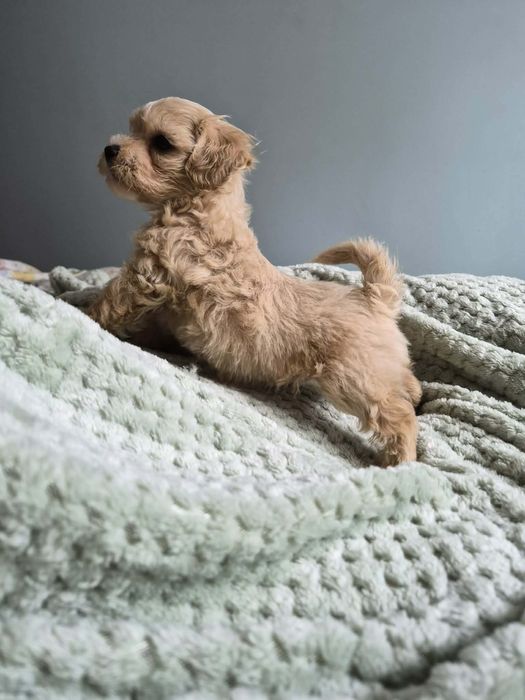 Malutki piesek maltipoo