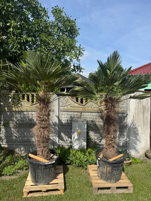 Palma mrozoodporna Trachycarpus fortunei