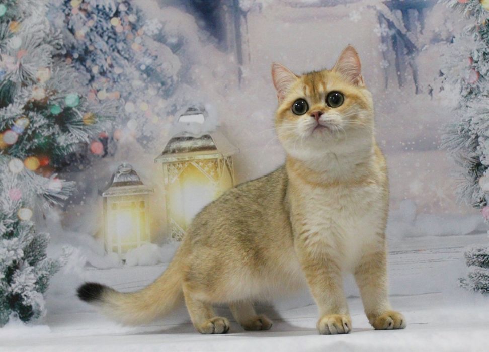 Золота британочка Умма шукає матусю