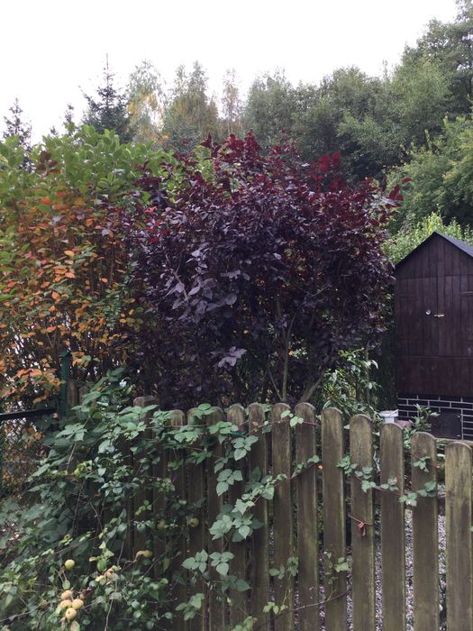 Śliwa wiśniowa drzewko owocowe