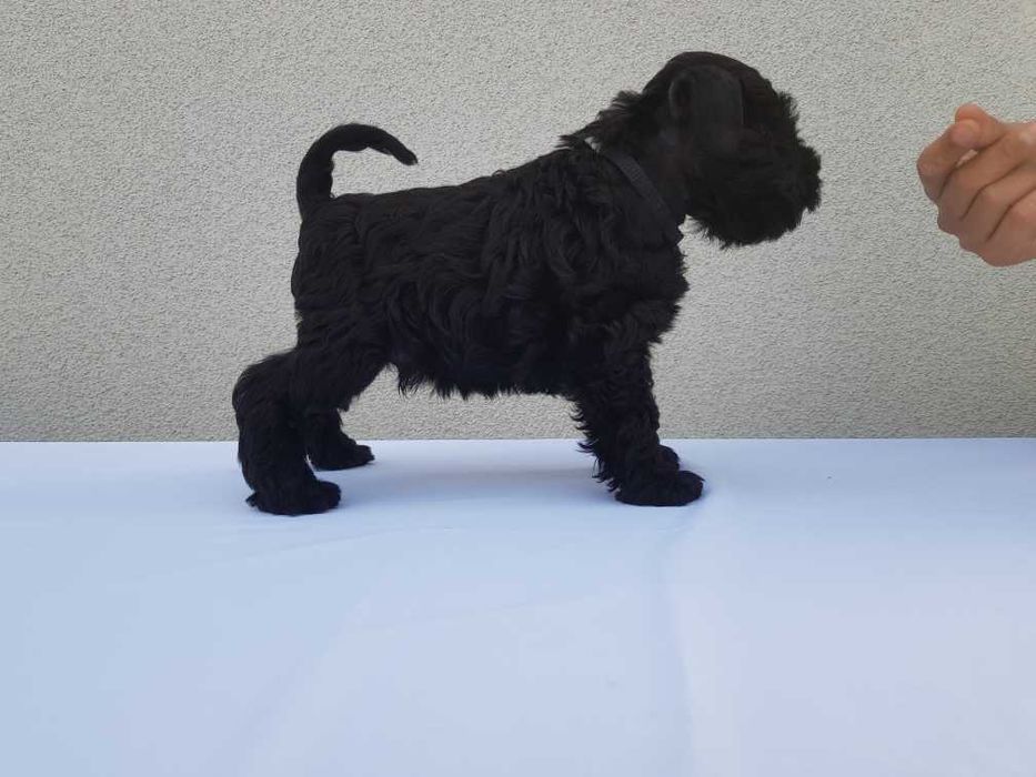 Sznaucer miniaturowy czarny ZKwP FCI
