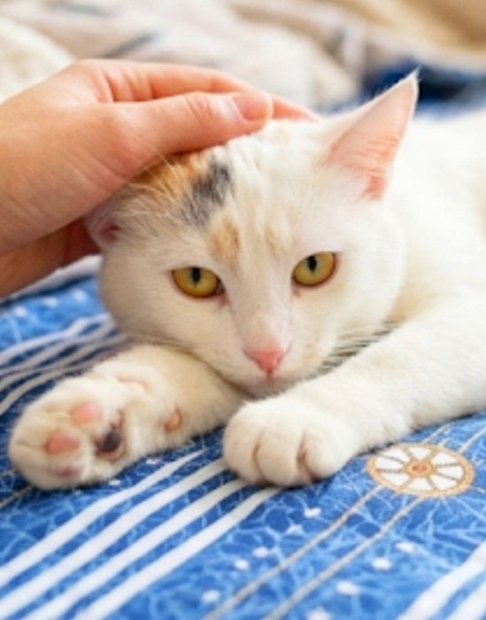 Котенок Веснушка 8 мес  ищет дом!