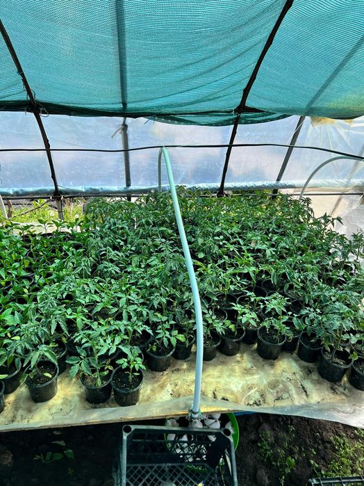 Продам розсаду у горщиках
