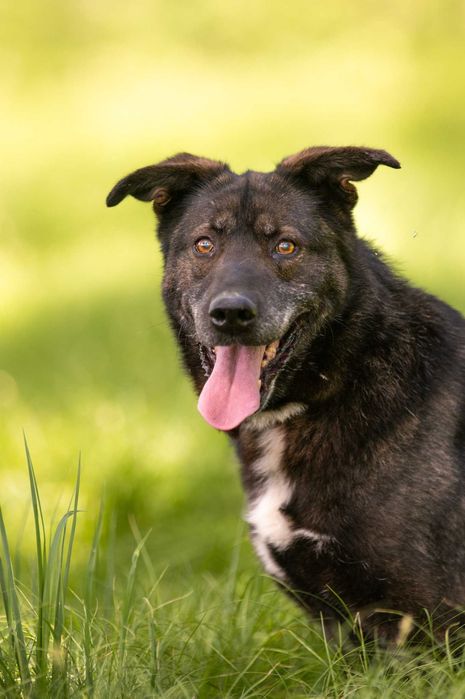 Vuk - Mimo swojej postury jestem z natury spokojnym psem