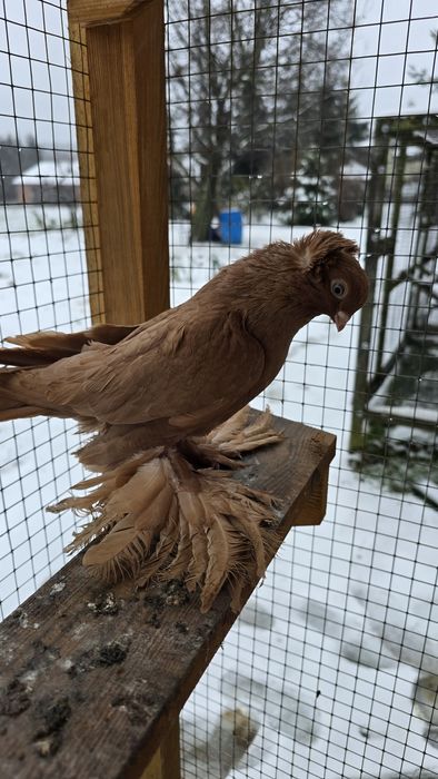 Wywrotek  wschodniopruski samiec