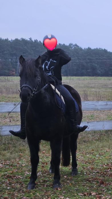 Wałach na sprzedaż