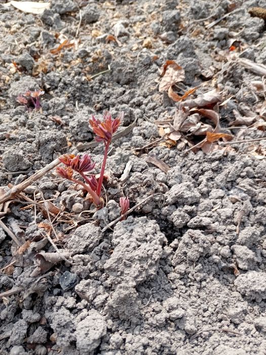 Продам саджанці деревовидного піона