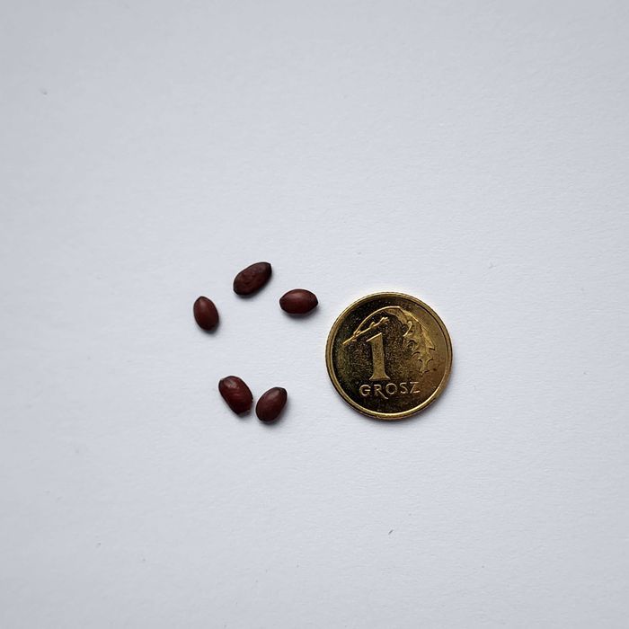 Cercis siliquastrum – judaszowiec wschodni – 5 nasion