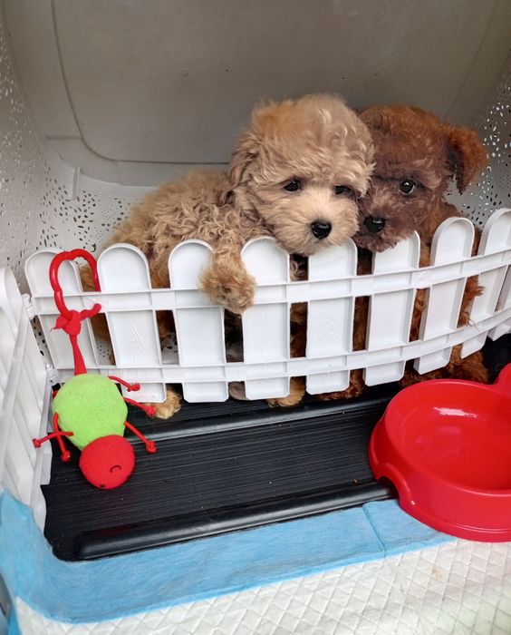 Два + міс.МальтіпуF1 дівчатка