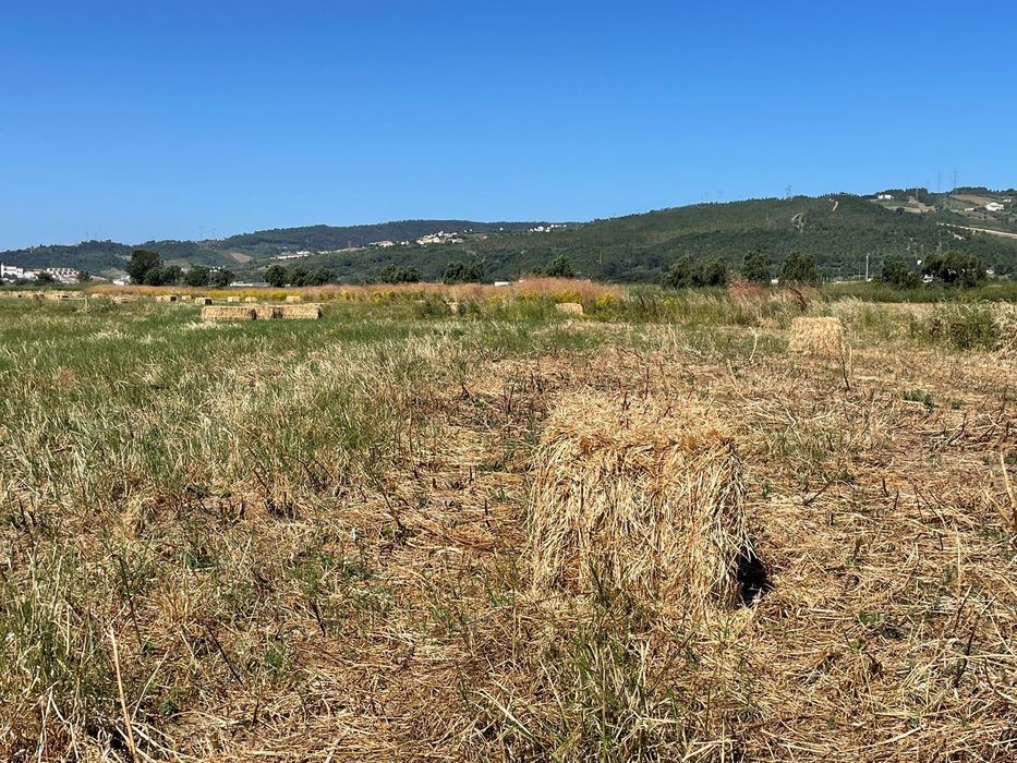 Fardos feno biológico (azevém/trevo)