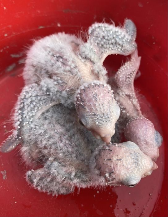 Pyhrruras Pyneipe para criar á mão